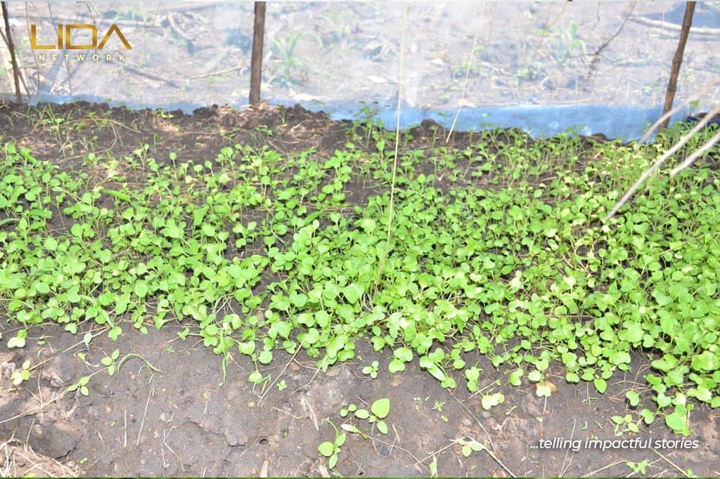 A garden in the village of Kasese, Muhoroni Constituency, Kisumu County, Kenya, is a demonstration of how to restore the wetlands of East Africa by growing more sustainable crops and planting indigenous trees. (Image: Samwel Eviator for LIDA NETWORK)