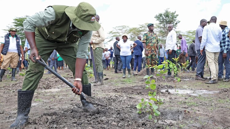 President William Ruto planting a tree seedling in Makindu, Makueni on November 13, 2023
Image: PCS Climate
